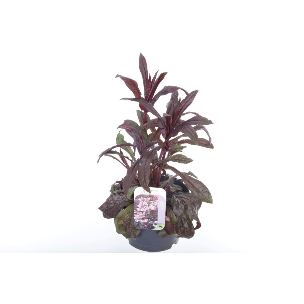 Penstemon Dakota Burgundy.