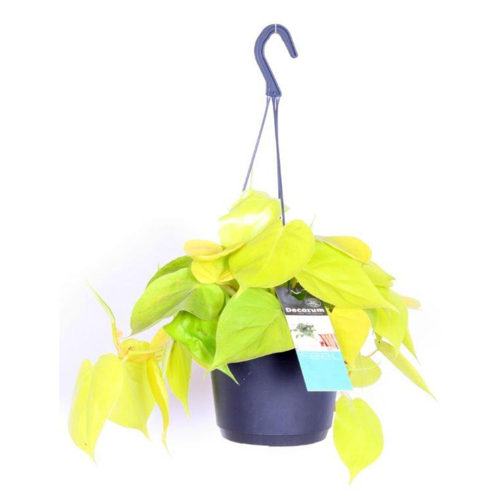 Philodendron scandens 'Lemon Lime'.