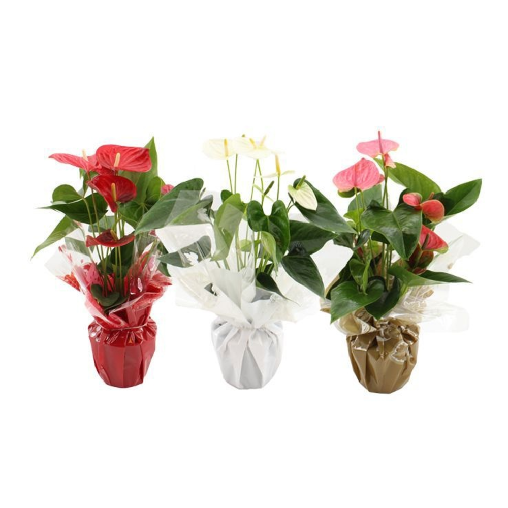 Anthurium 3 color mix in Rondello Clemence.