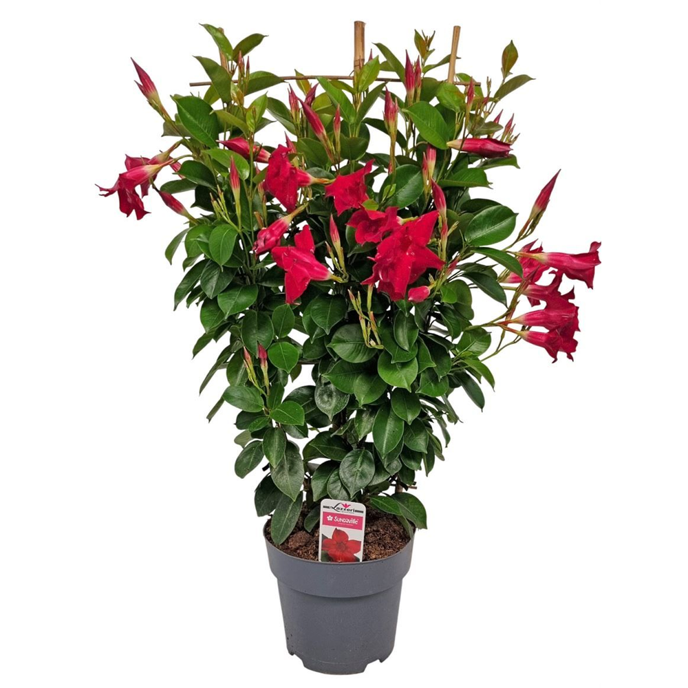 Mandev Sund Red Trellis - 1153.
