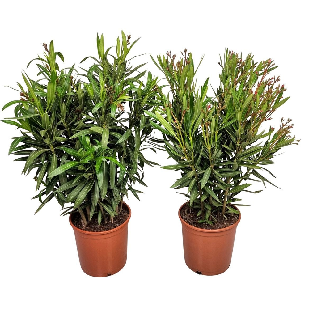 Nerium Oleander Bush - 2054.