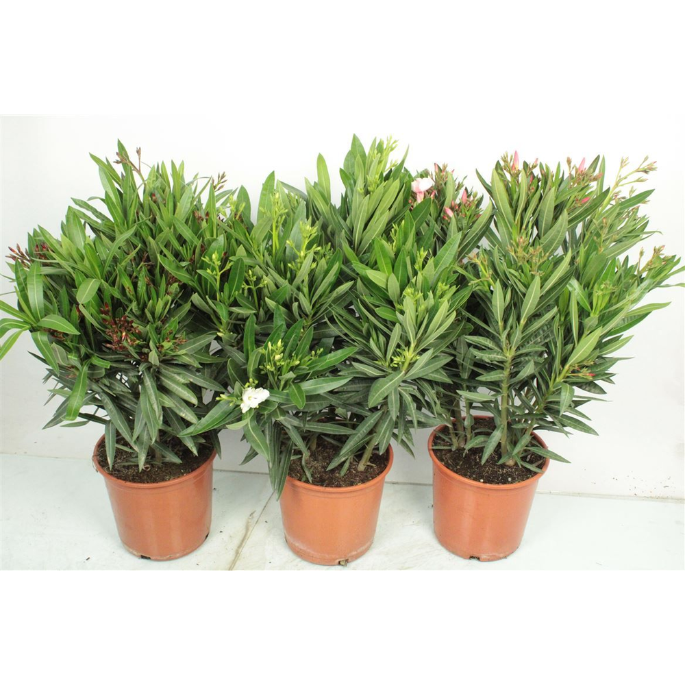 Nerium Oleander Bush - 2054.