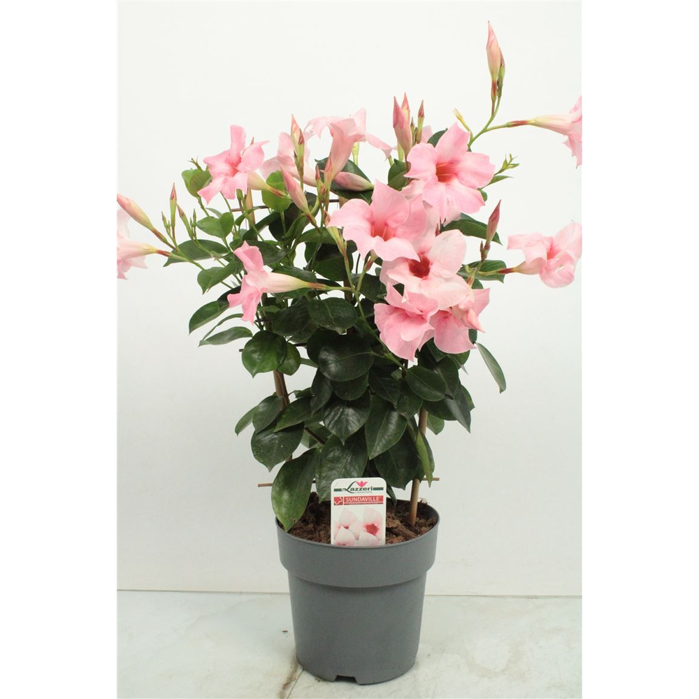 Mandev Sund Cream Trellis - 1153.