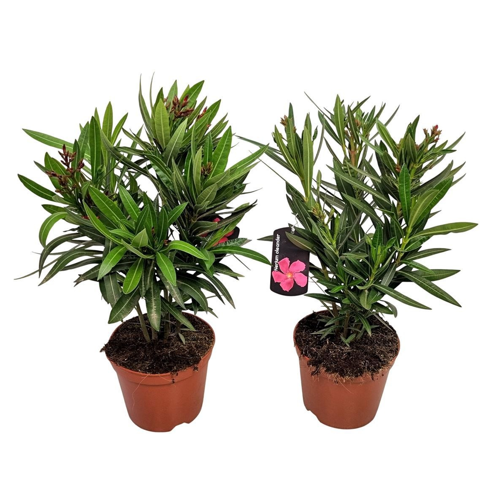 Nerium Oleander Bush - 2054.