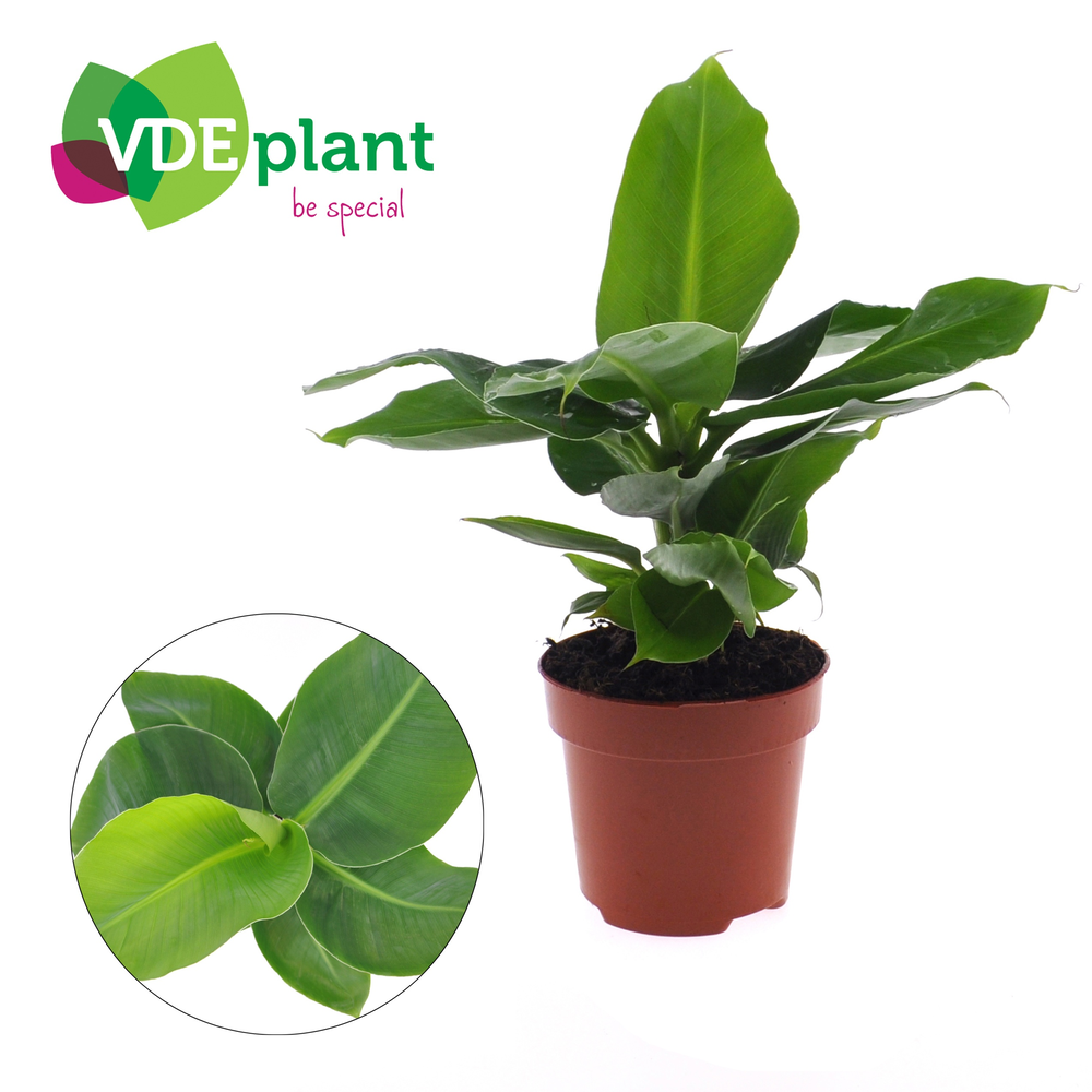 Musa Oriental Dwarf (zonder hoes).