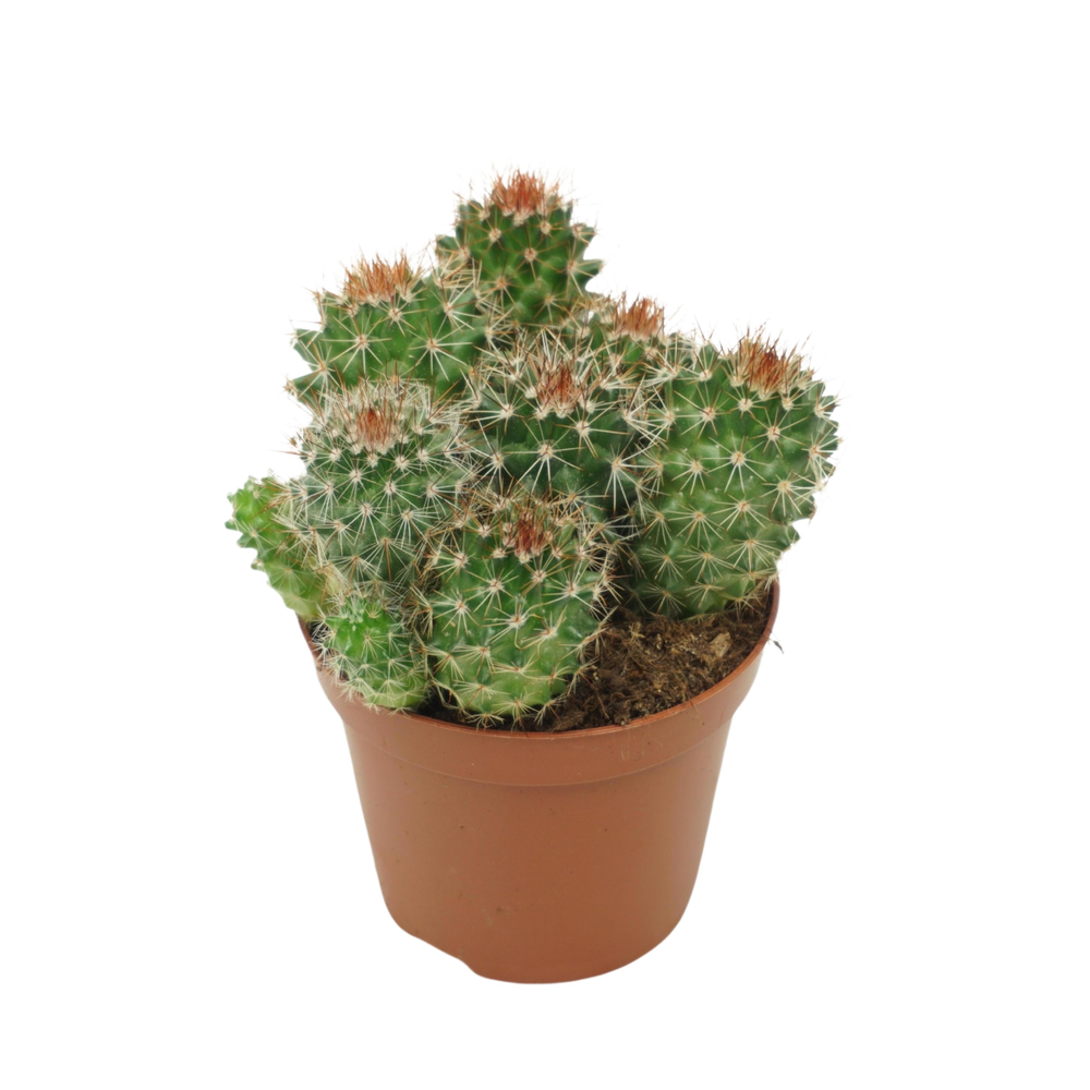 Mammillaria ernestii 8,5 cm.