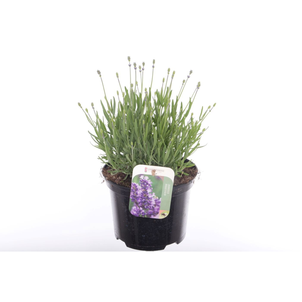 Lavandula ang. Essence Purple.