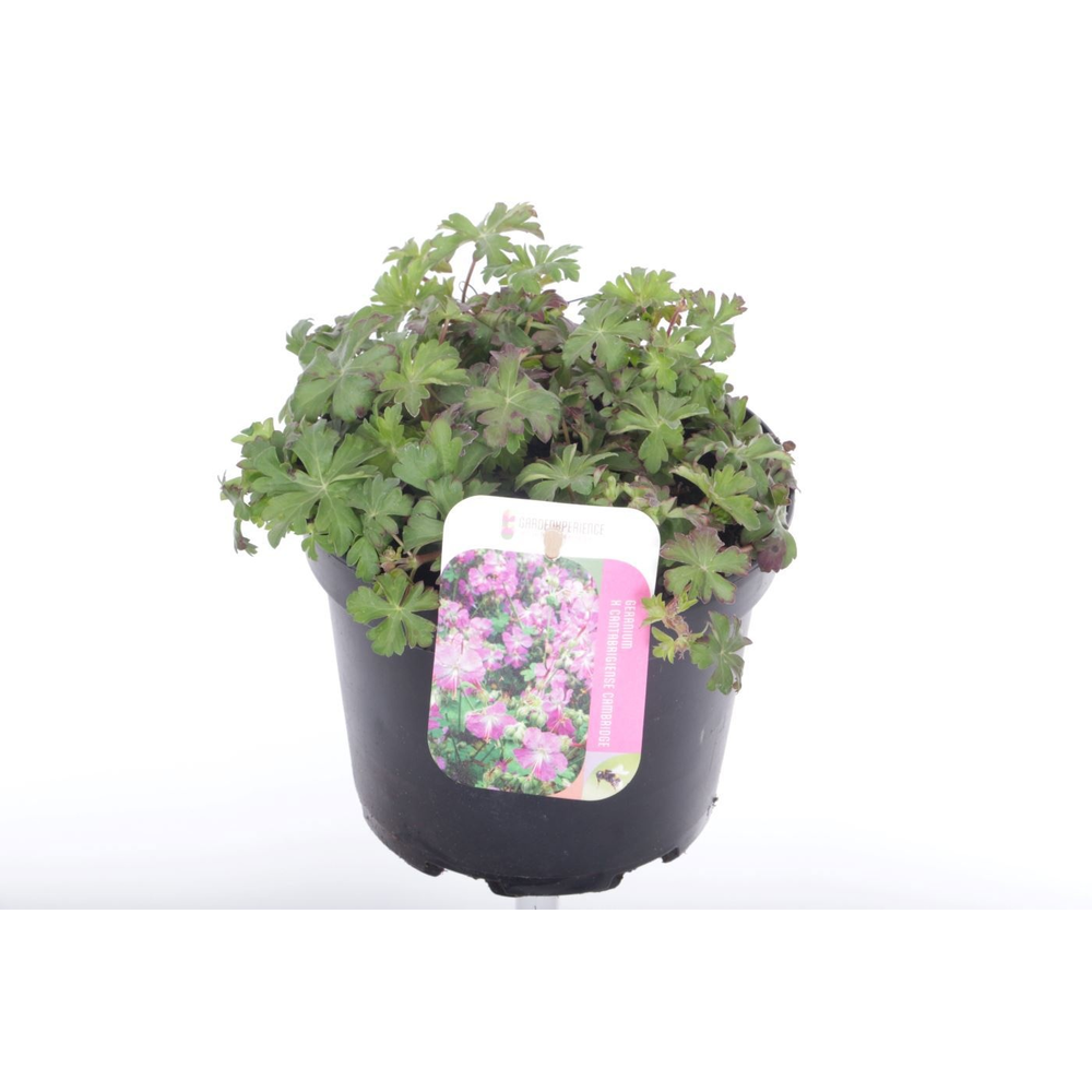 Geranium cant. Cambridge.