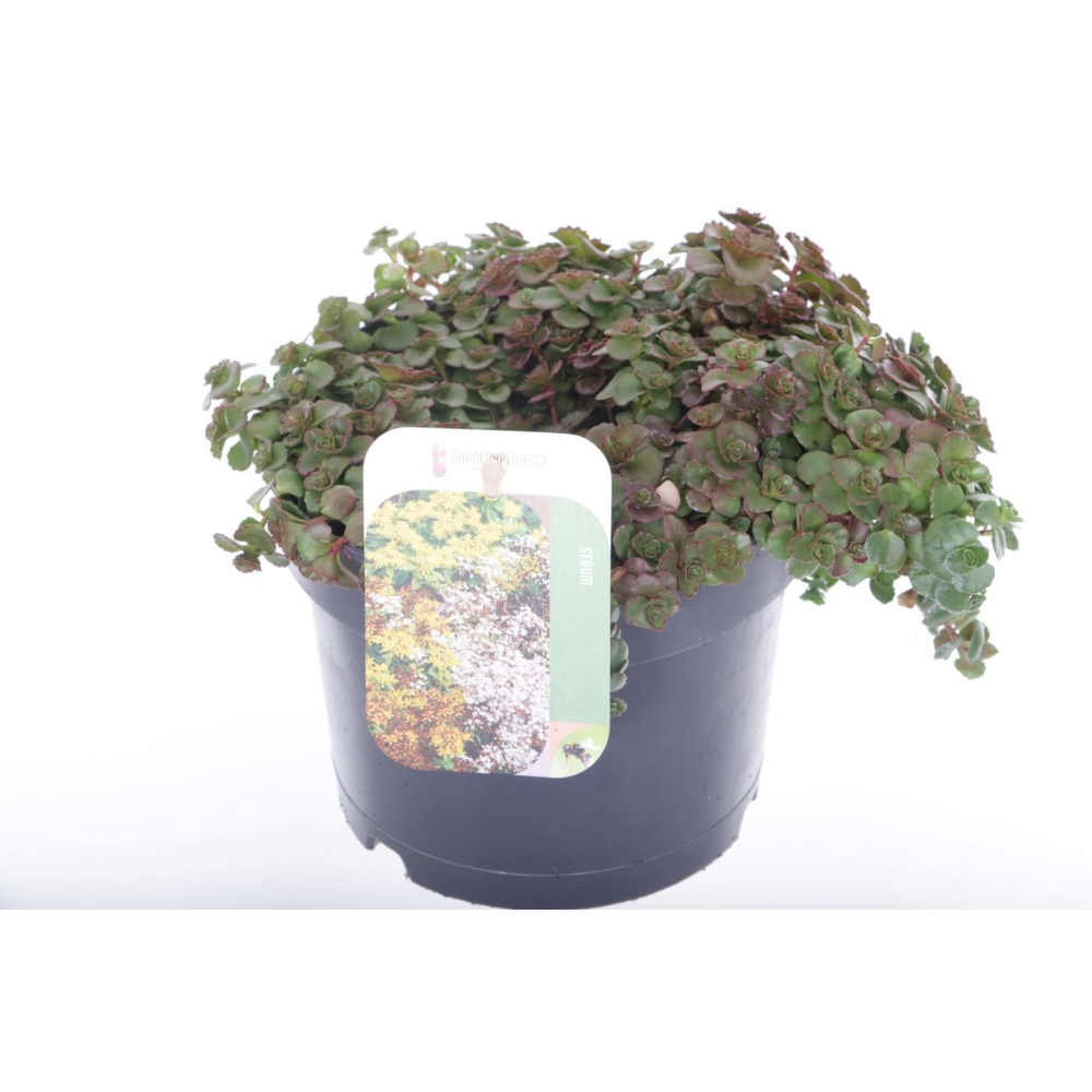 Sedum spurium Coccineum.