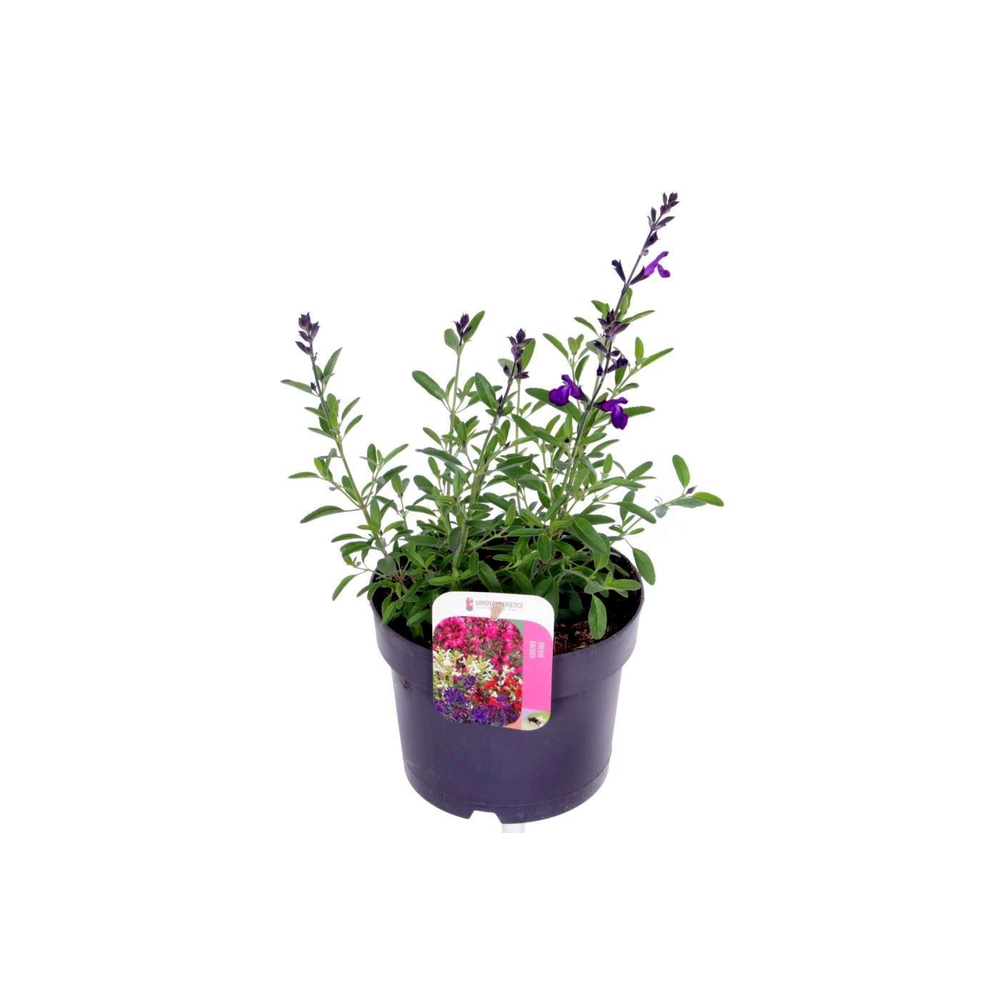 Salvia greggii Mirage Blue.