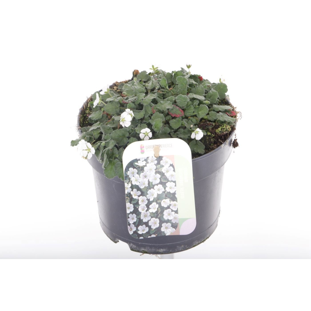 Erodium reichardii Album.