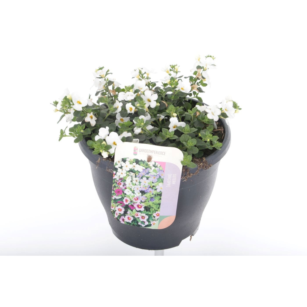 Sutera (bacopa) Gulliver White.