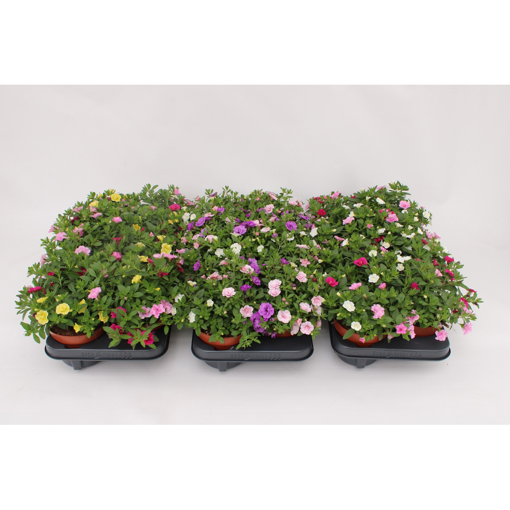 Calibrachoa Trio 'Rosies' mixlayer.