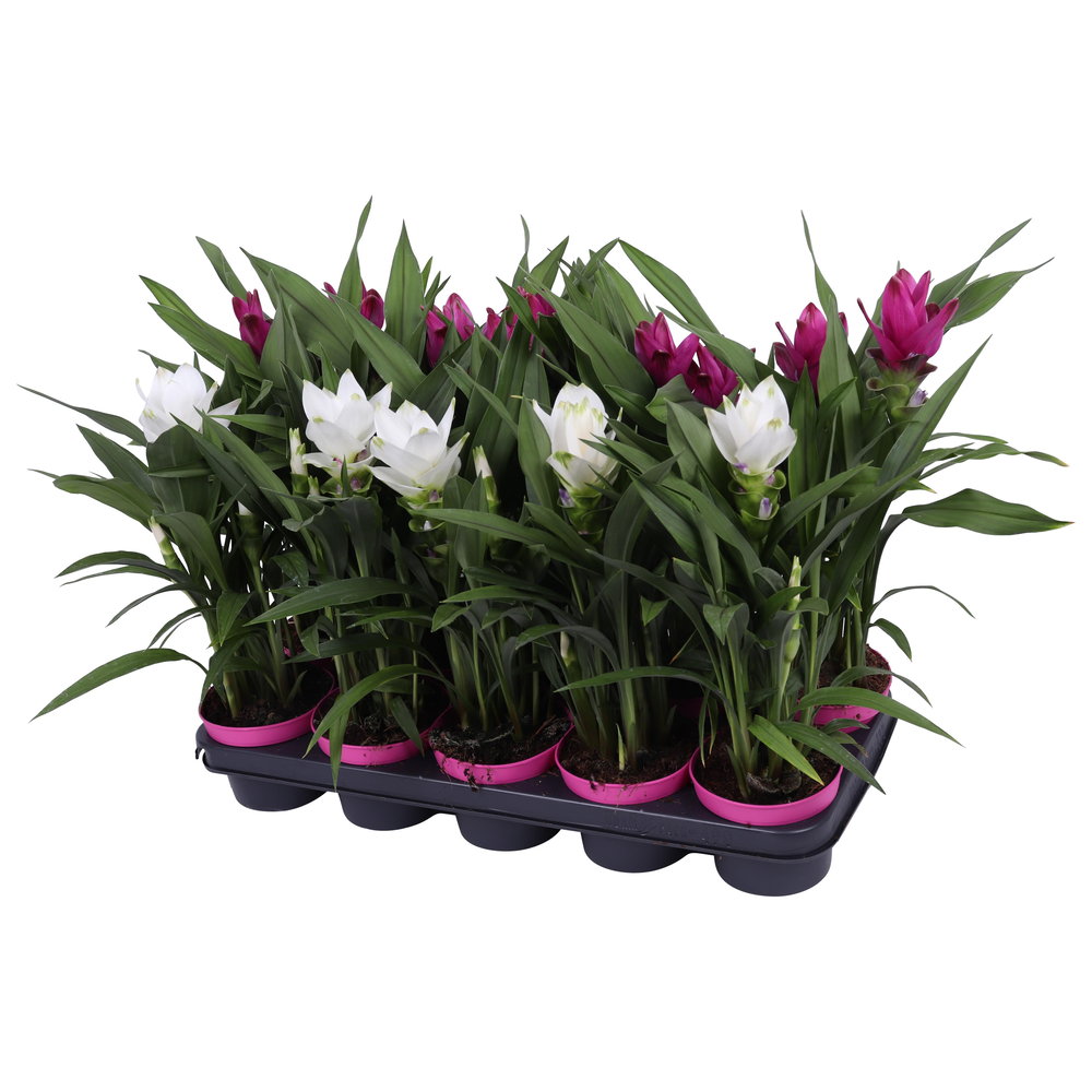 Curcuma 12cm - mix 2 kleuren.