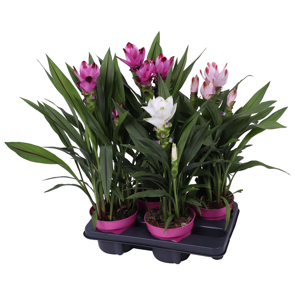 Curcuma 14cm - mix 3 kleuren.