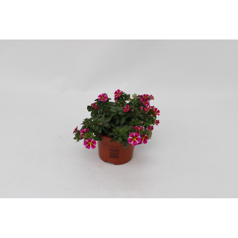 Calibrachoa Rave Pink Striped 13cm.