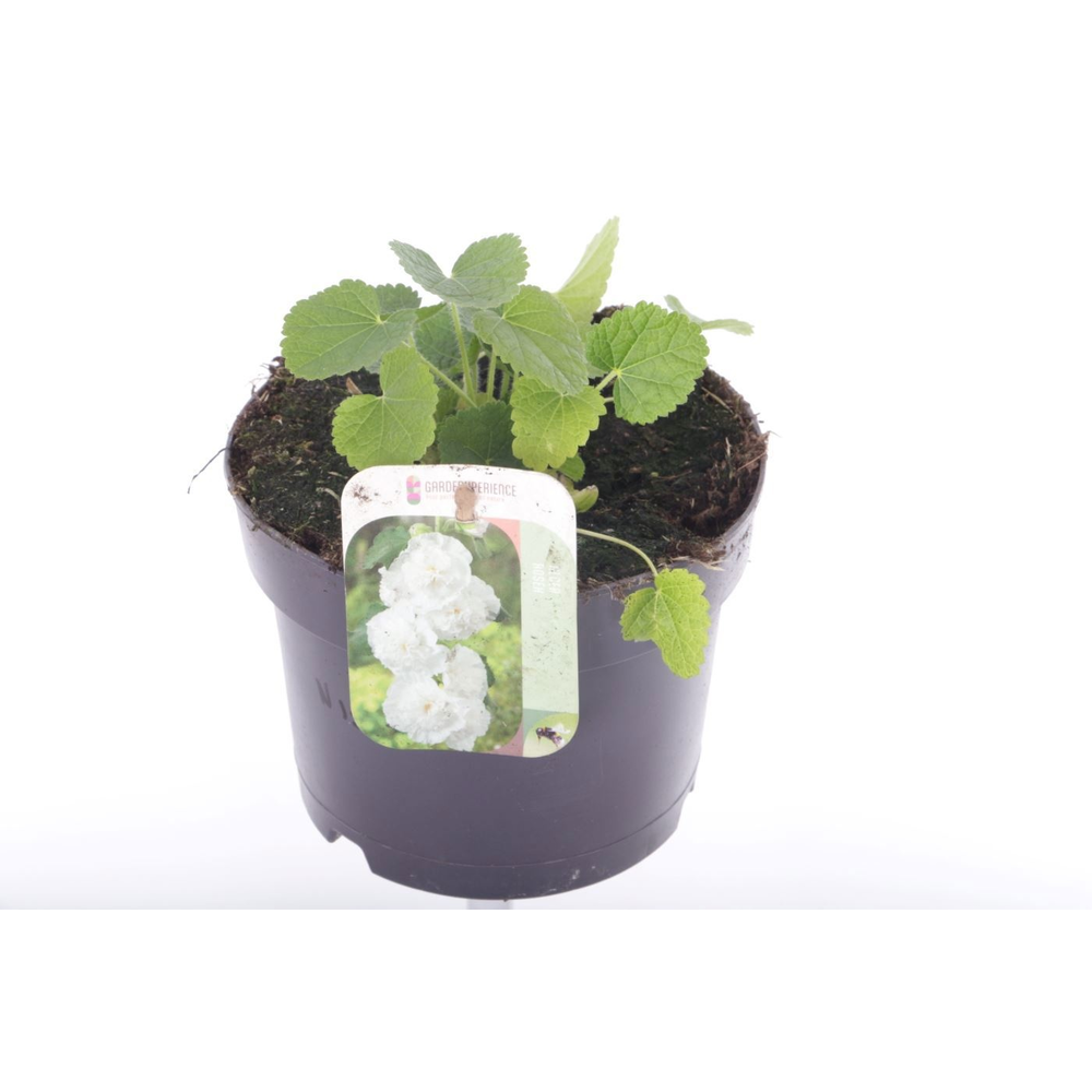 Alcea rosea Chart. Double White.