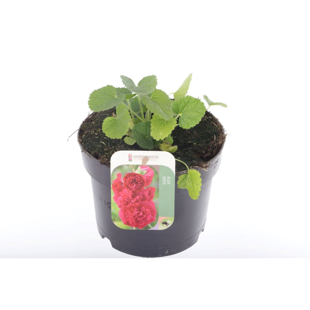 Alcea rosea Chart. Double Scarlet.