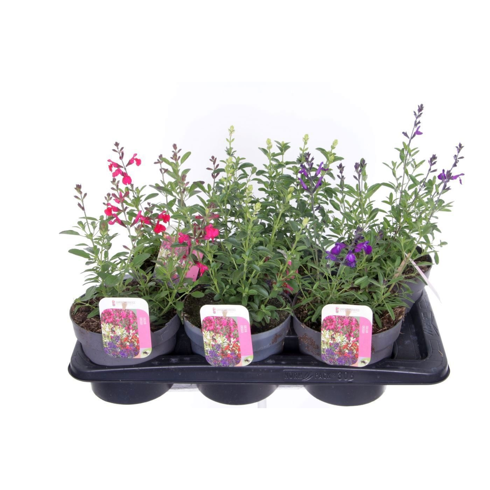 Salvia greggii mix.