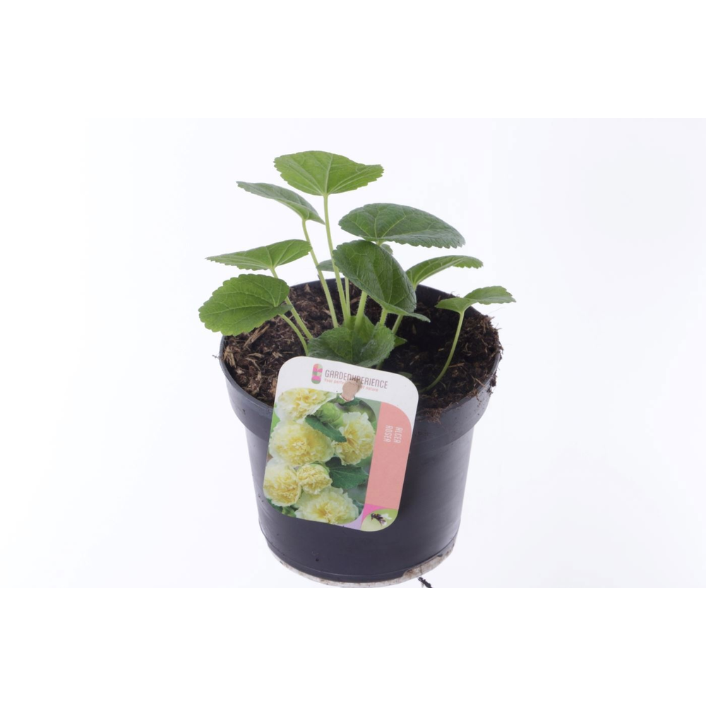 Alcea rosea Chart. Double Yellow.