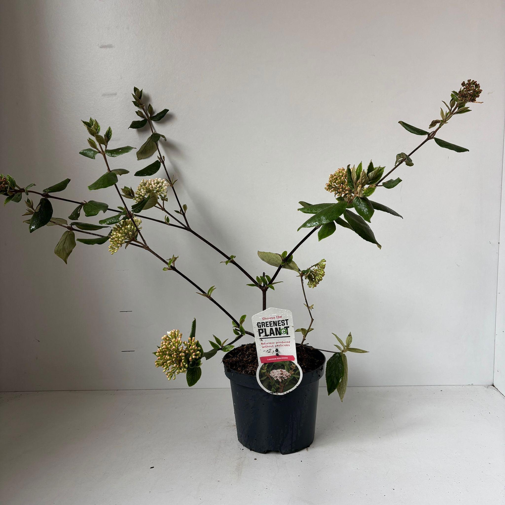 Viburnum burkwoodii.