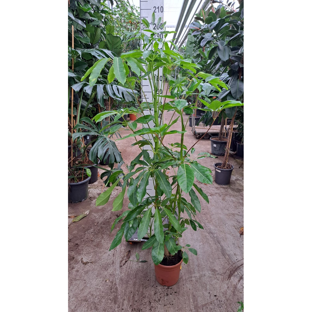Schefflera Amate toef 170.