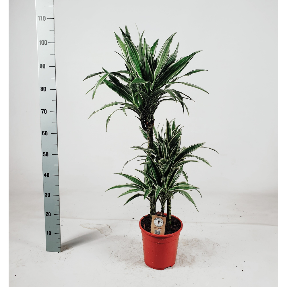 Dranaena white stripe 603015 105cm.