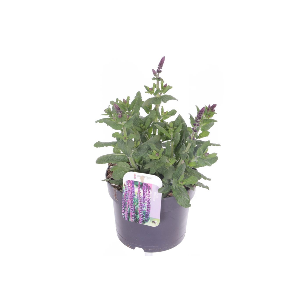 Salvia nemorosa Sensation Violet.