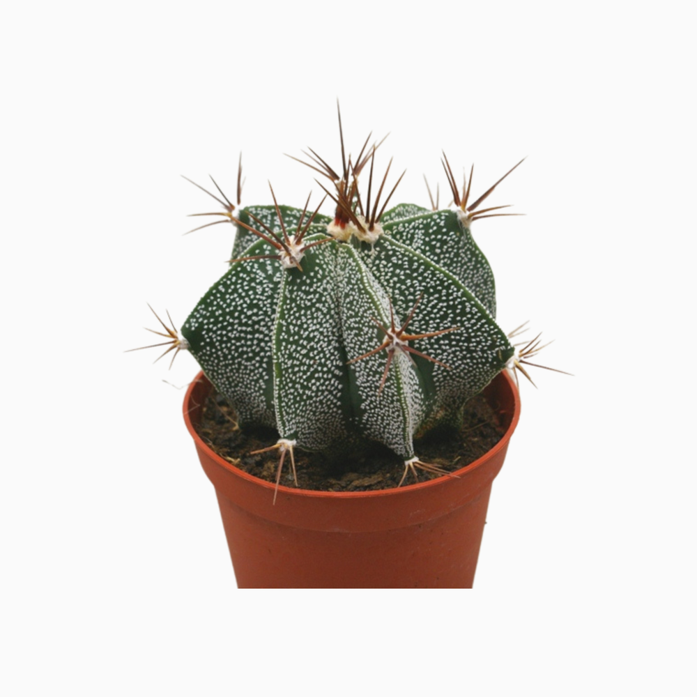 Astrophytum ornatum 5,5 cm.