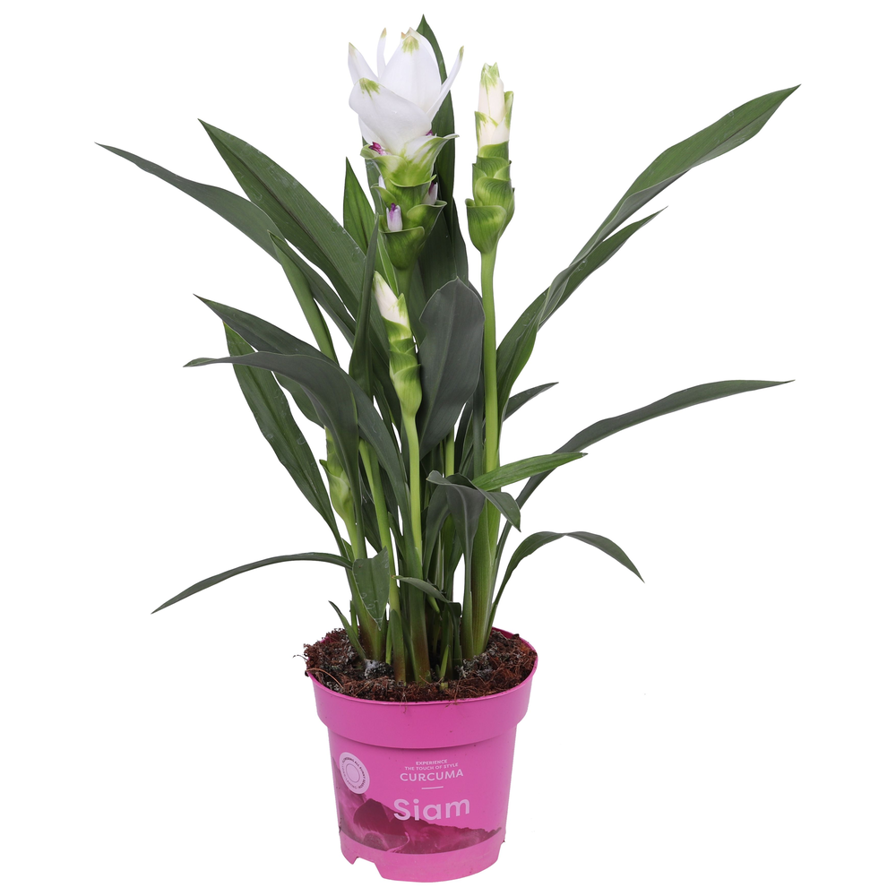 Curcuma Siam Sisto 14 cm 4+ bloem.
