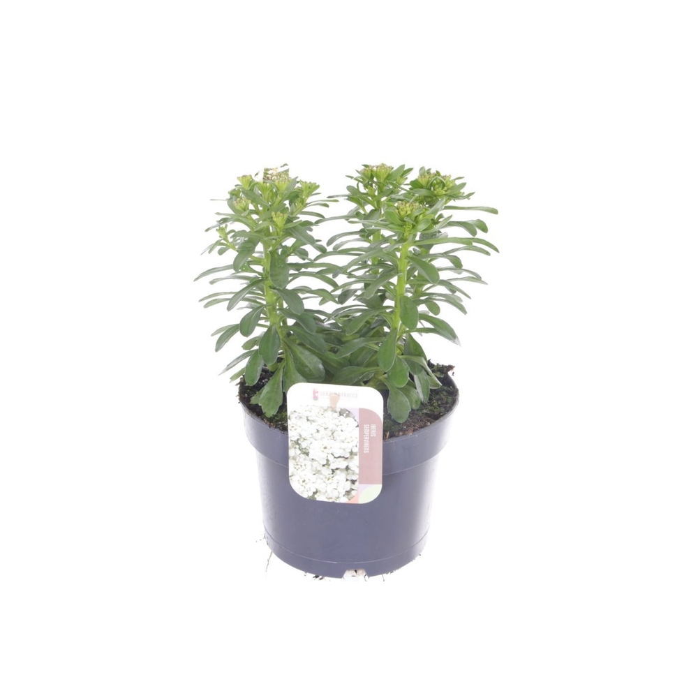 Iberis semp. Masterpiece.