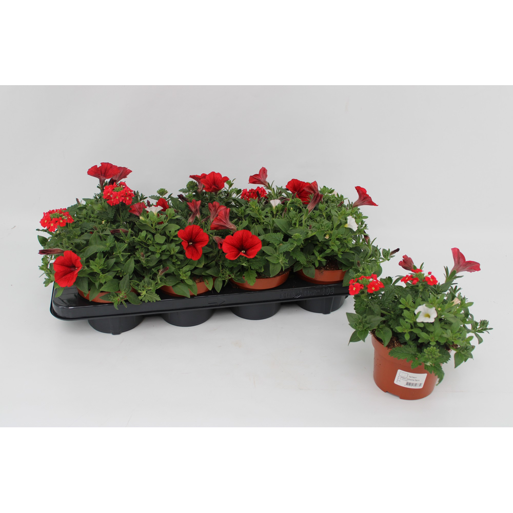 Confetti Garden 'Red Love '.