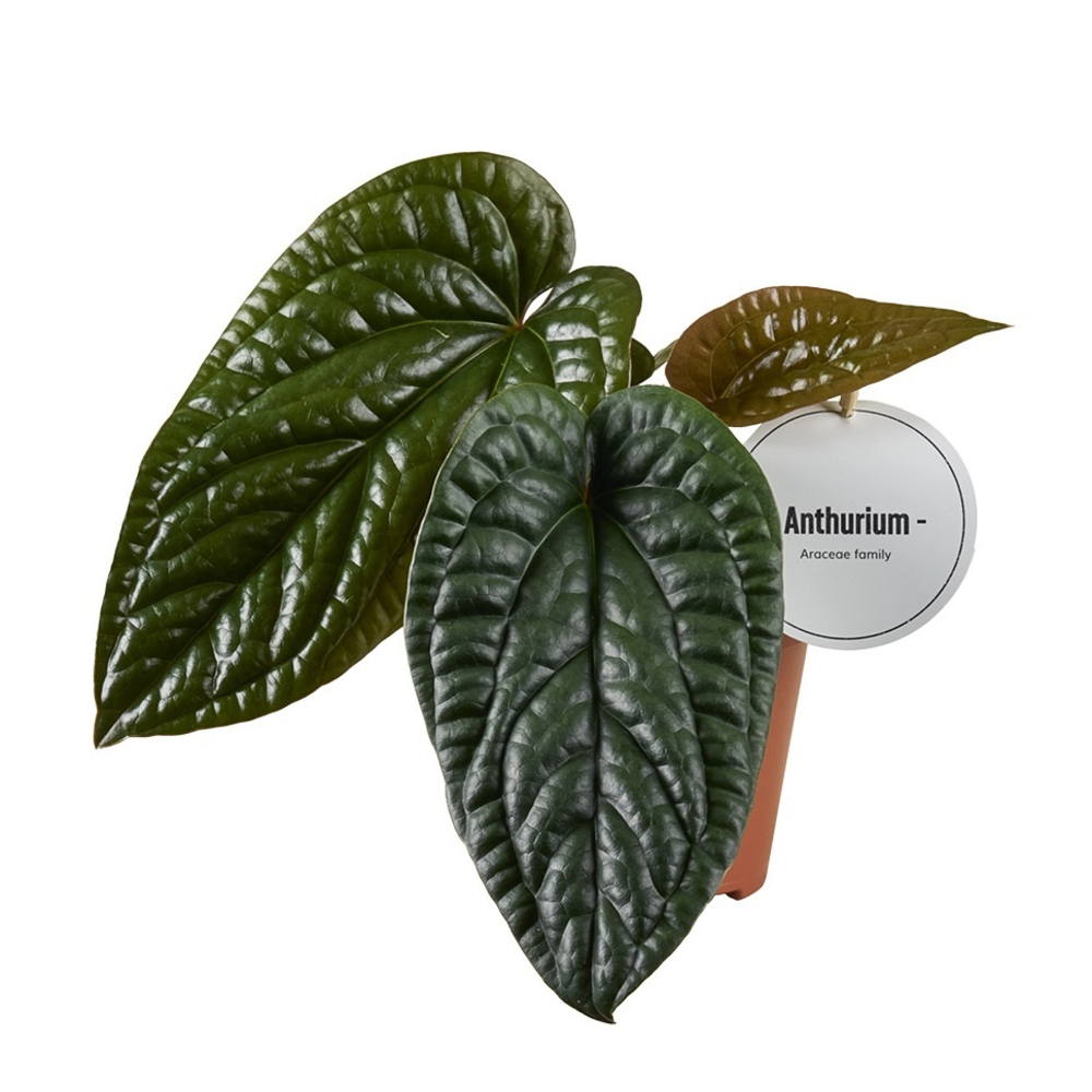Anthurium Luxurians x Radicans.