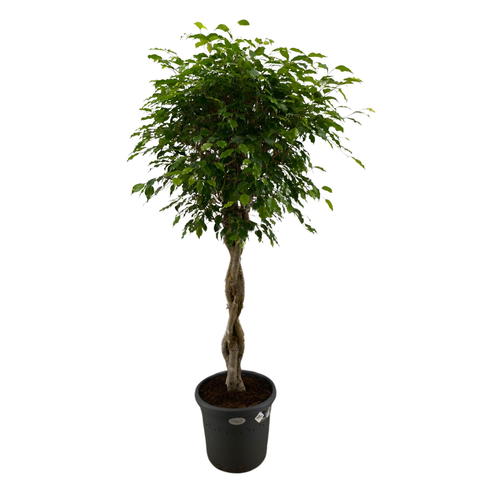 Ficus Benjamina Exotica gevlochten stam p40.