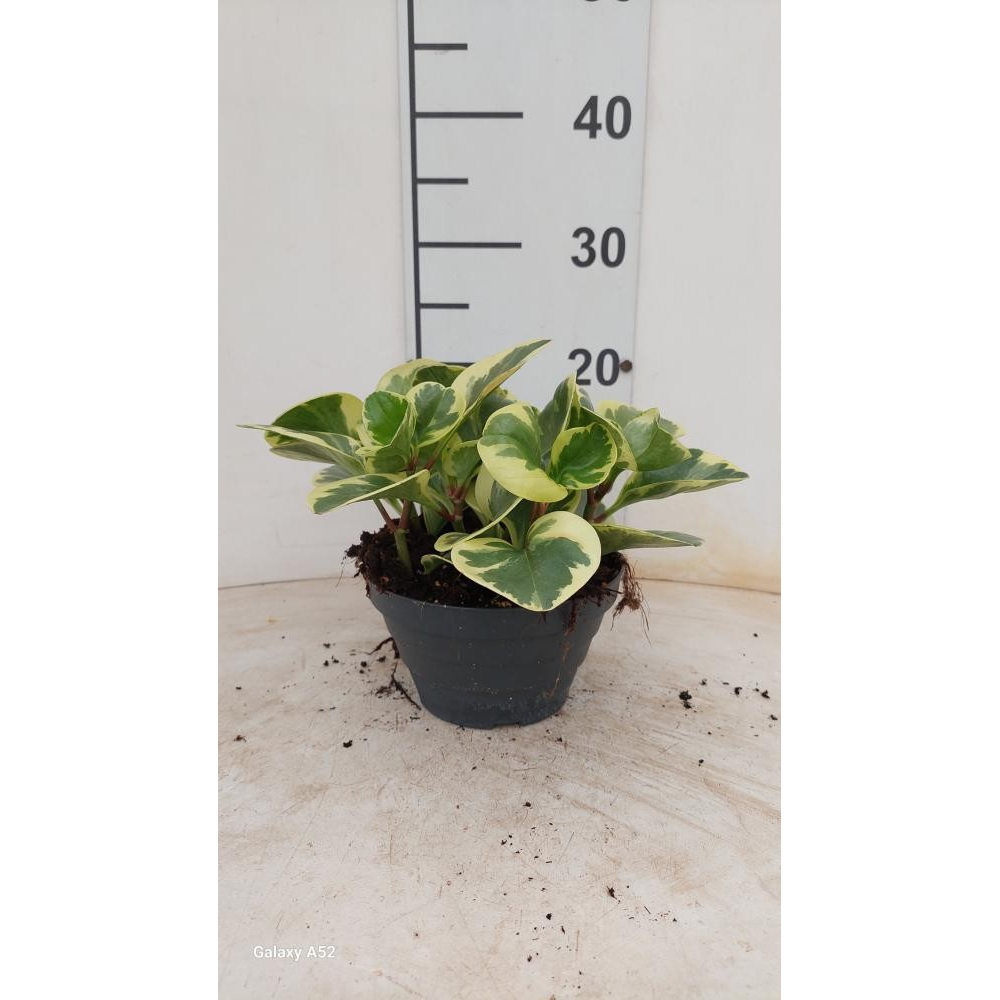 Peperomia obtusifolia G. Gate P17 Bowl.