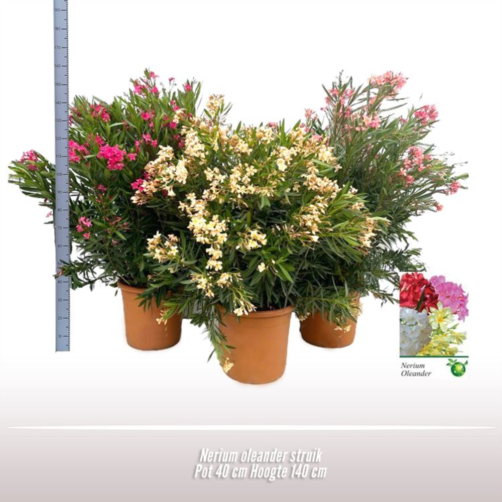Nerium oleander struik.