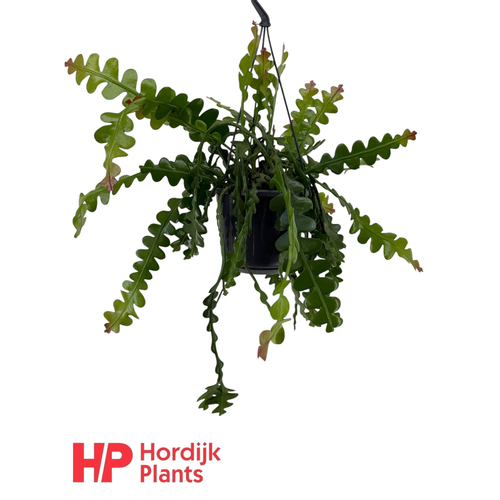 Epiphyllum anguliger.