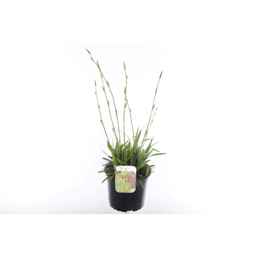 Carex oshimensis Evergold.
