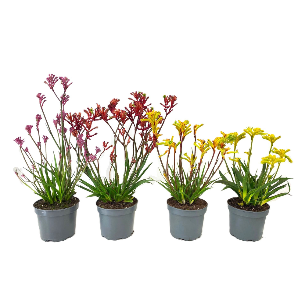 Anigozanthos.