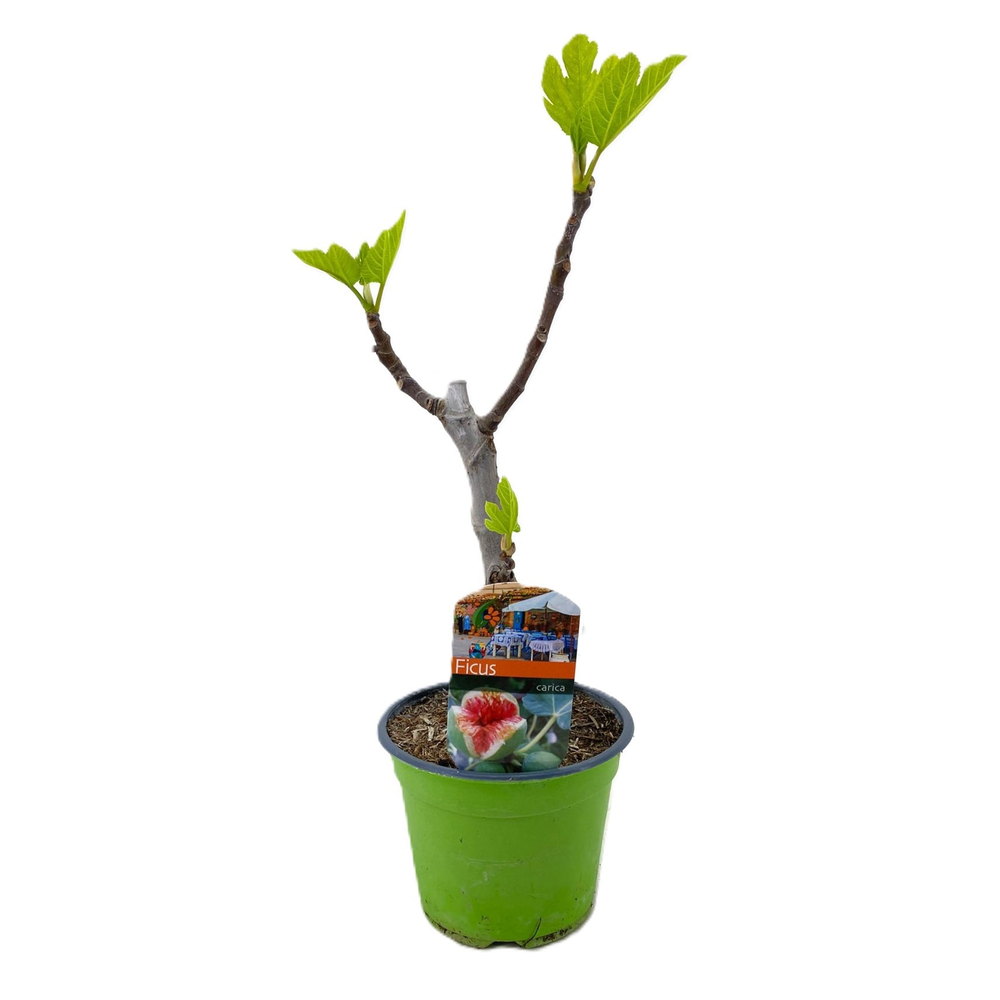 Ficus carica.