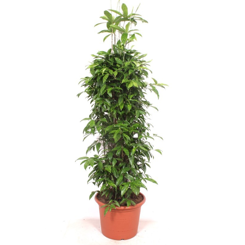 Dracaena Surculosa.