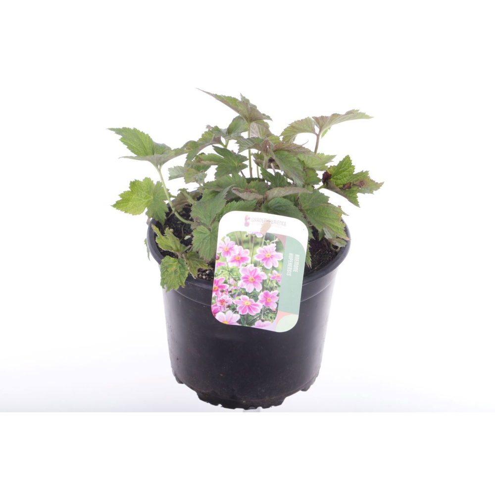 Anemone hup. Prinz Heinrich.