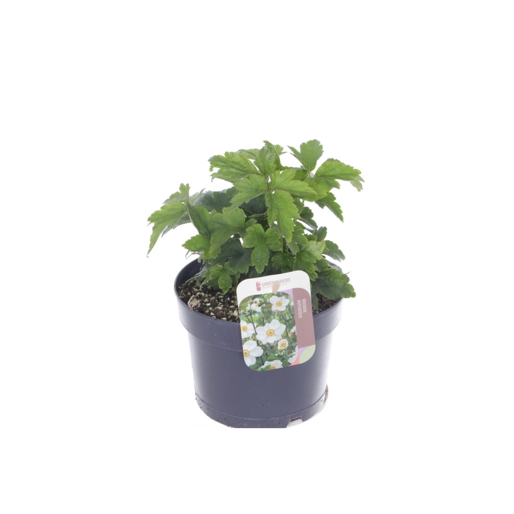 Anemone hup. Prinz Heinrich.