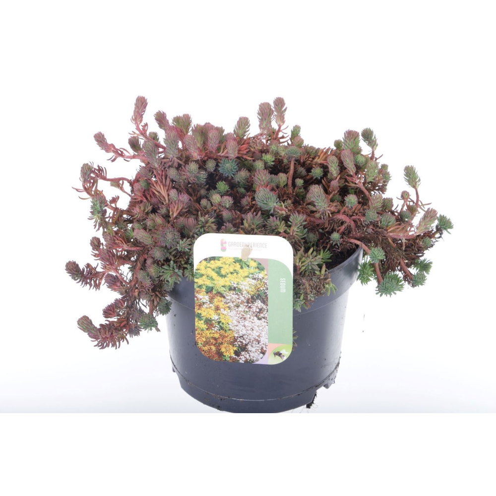 Sedum forsterianum Oracle.
