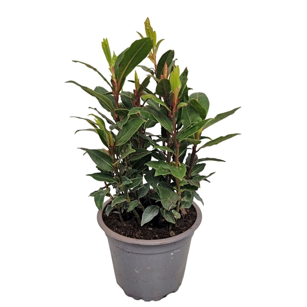 Laurus Nobilis Bush.