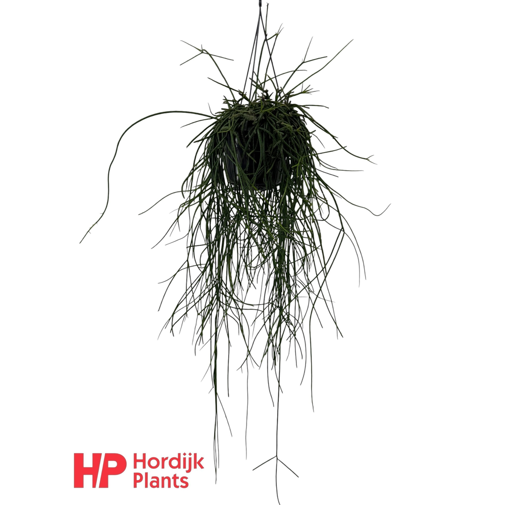 Rhipsalis floccosa.
