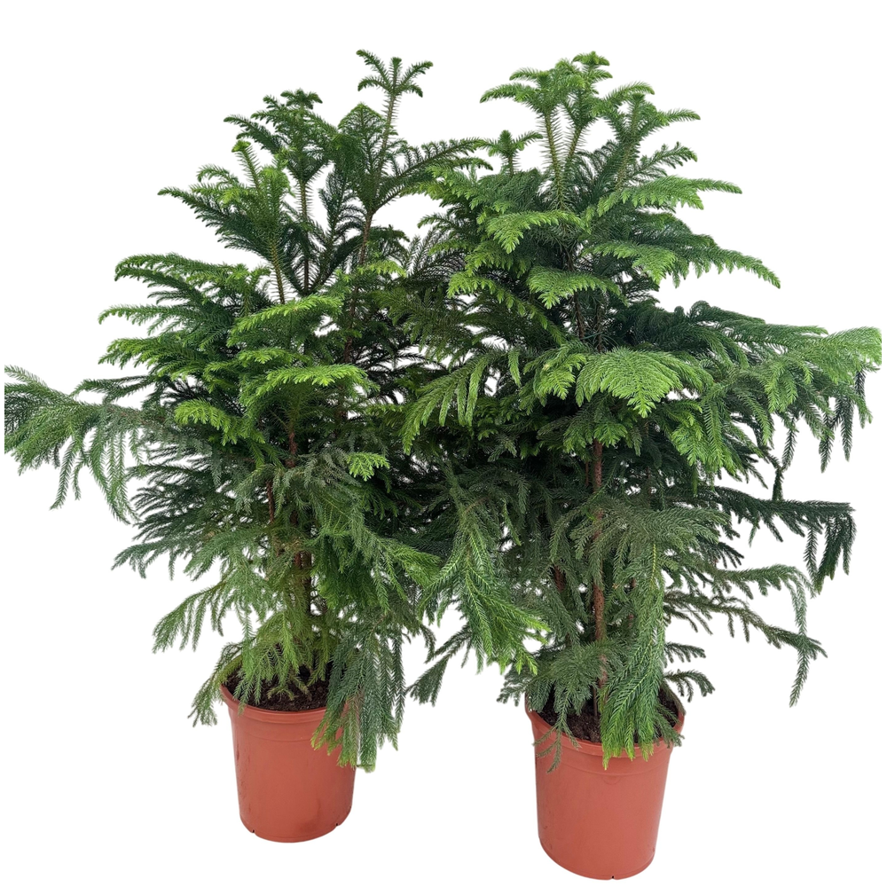 Araucaria heterophylla P31.