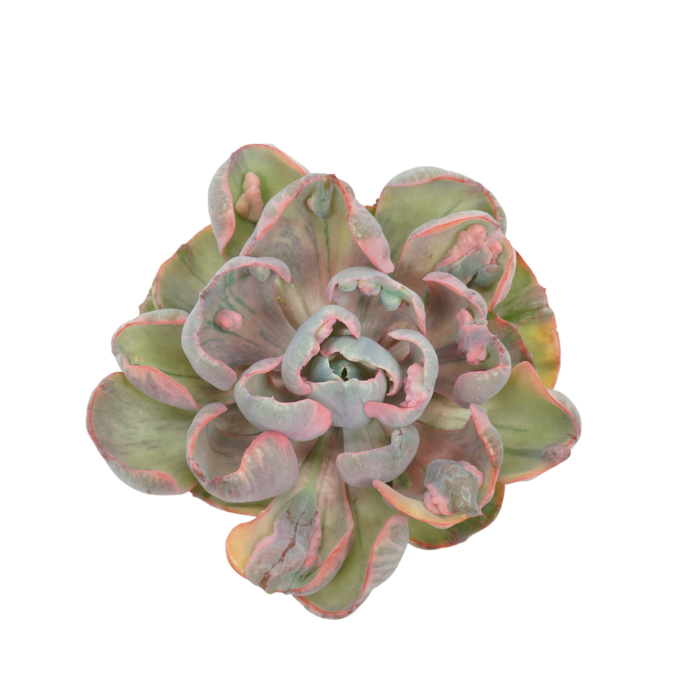 Echeveria Cleopatra 10,5 cm.