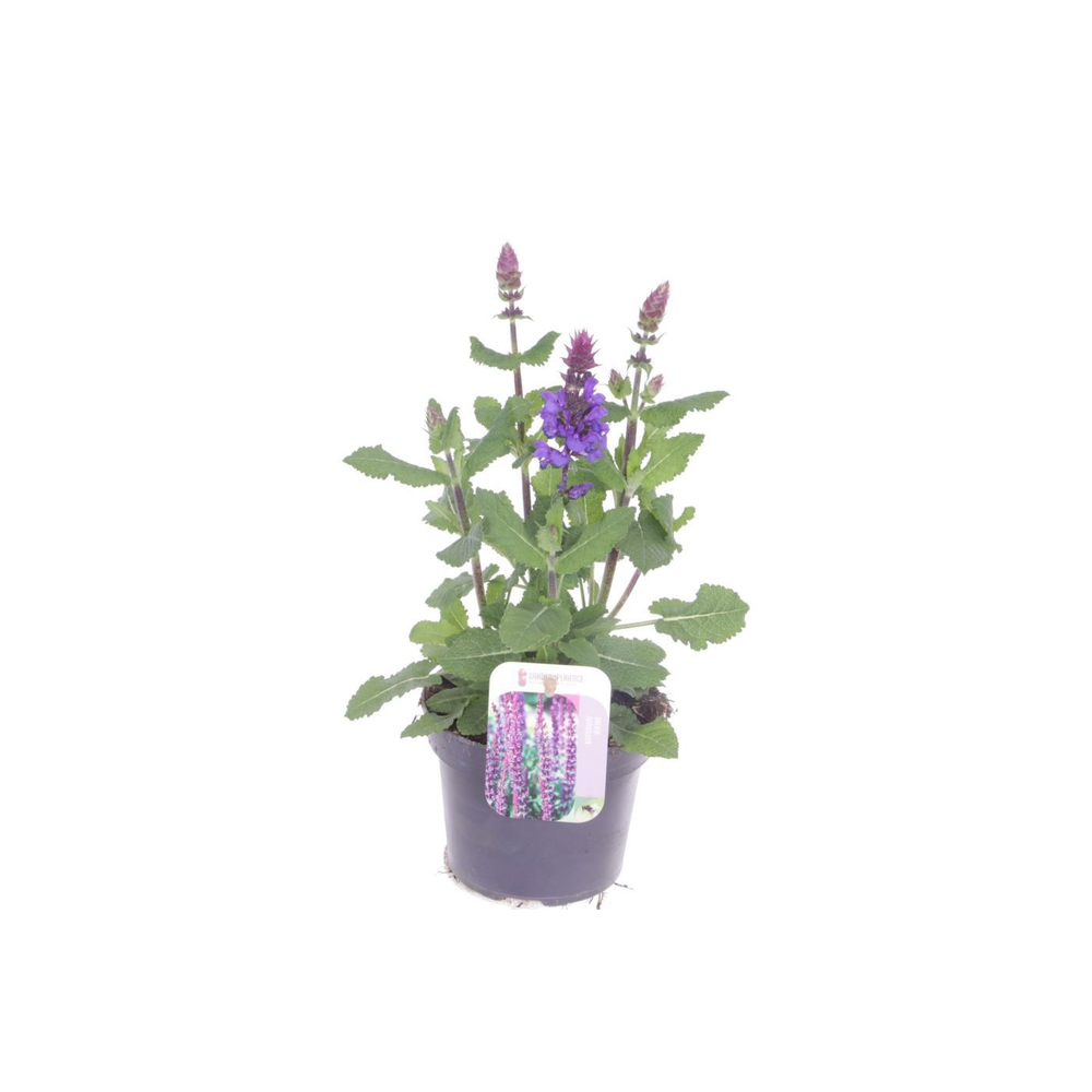 Salvia nem. Blue Marvel.