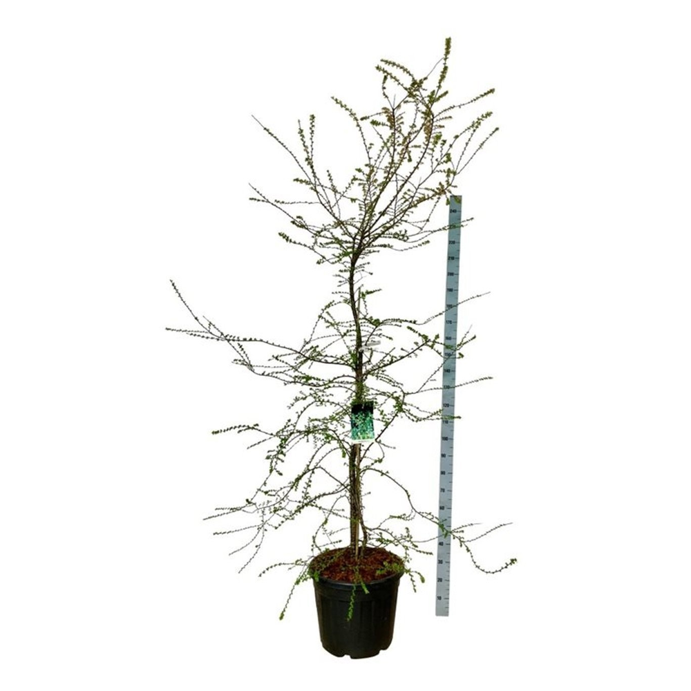 Nothofagus antarctica.